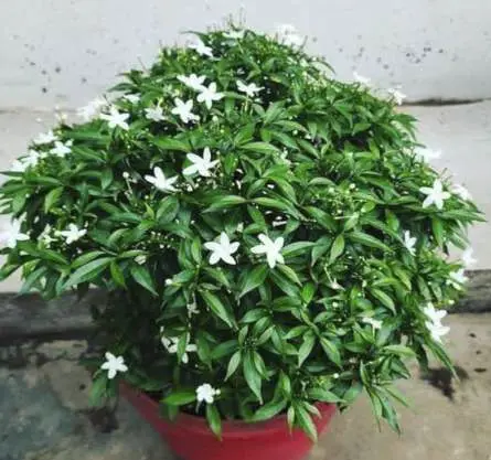 Madhuban Image 8